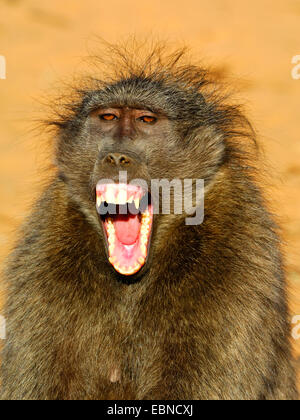 Babouin Chacma baboon, anubius, babouin doguera (Papio ursinus, Papio cynocephalus ursinus), les bâillements, la Namibie, Etosha National Park Banque D'Images