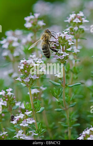 Le thym, le jardin anglais, le thym thym commun (Thymus vulgaris), l'inflorescence avec bee, Allemagne Banque D'Images