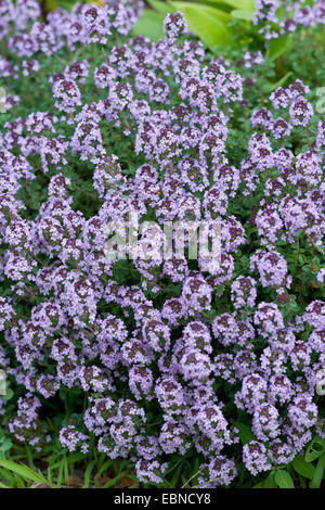 Le thym, le jardin anglais, le thym thym commun (Thymus vulgaris), blooming Banque D'Images