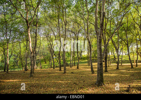 Noyer (Juglans regia), noyer forêt, Kirghizistan, Djalalabad, Arslanbob Banque D'Images