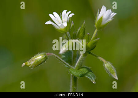 Souris commune-oreille (Cerastium holosteoides), inflorescence, Allemagne Banque D'Images