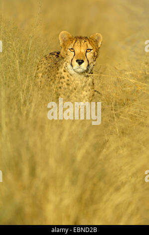 Le Guépard (Acinonyx jubatus), Comité permanent sur l'herbe sèche dans la lumière du soir, la Namibie, Etosha National Park Banque D'Images