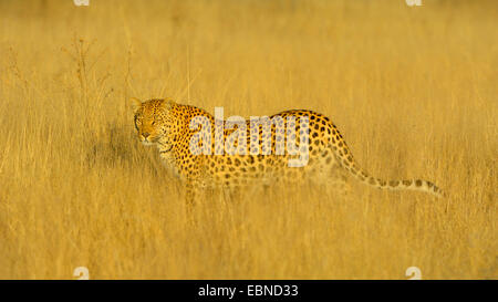 Leopard (Panthera pardus), femme dans la lumière du matin, la Namibie, Etosha National Park Banque D'Images