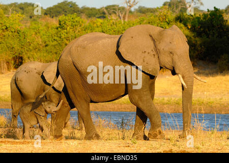 L'éléphant africain (Loxodonta africana), petit groupe avec nouveau-né dans la lumière du soir, Botswana, Chobe National Park Banque D'Images