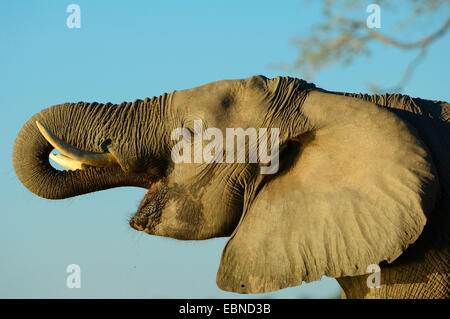 L'éléphant africain (Loxodonta africana), boire de l'éléphant dans la lumière du soir, Botswana, Chobe National Park Banque D'Images