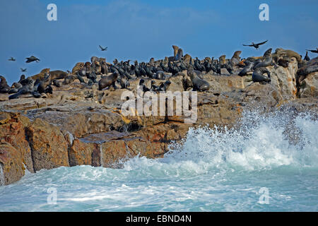 L'Afrique du Sud, Cape fur seal (Arctocephalus pusillus), colonie de phoques avec Cape Cormorant à la côte rocheuse, Afrique du Sud, Western Cape Banque D'Images