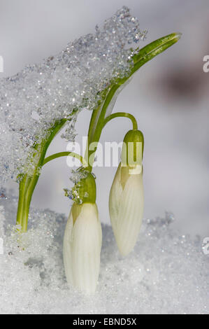 Snowdrop Galanthus nivalis (commune), des fleurs dans la neige, Allemagne Banque D'Images