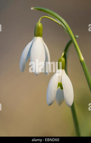 Snowdrop Galanthus nivalis (commune), deux fleurs, Allemagne Banque D'Images