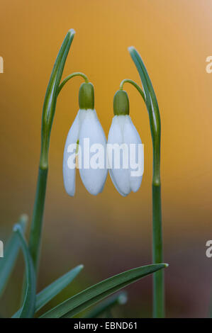 Snowdrop Galanthus nivalis (commune), deux fleurs, Allemagne Banque D'Images