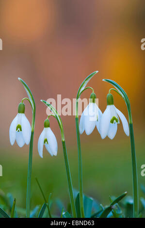 Snowdrop Galanthus nivalis (commune), fleurs, Allemagne Banque D'Images