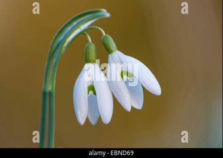 Snowdrop Galanthus nivalis (commune), deux fleurs, Allemagne Banque D'Images