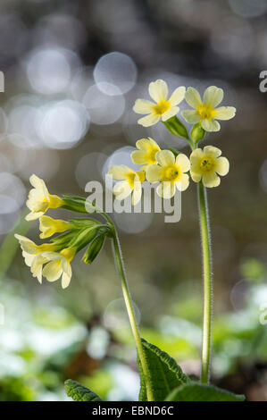 Vrai oxlip (Primula elatior), blooming, Allemagne Banque D'Images