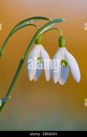 Snowdrop Galanthus nivalis (commune), deux fleurs, Allemagne Banque D'Images