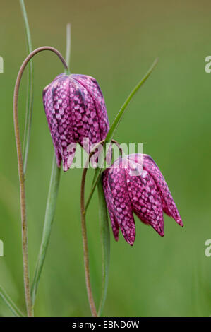 Fritillary commune, tête de serpent fritillaria (Fritillaria meleagris), fleurs, Allemagne Banque D'Images