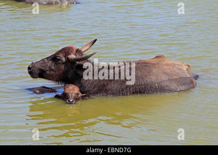 Buffle d'Asie, wild water buffalo, carabao (Bubalus bubalis, Bubalus arnee), avec mollet, Sri Lanka, parc national Udawalawe Banque D'Images