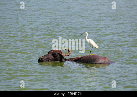 Buffle d'Asie, wild water buffalo, carabao (Bubalus bubalis, Bubalus arnee), avec grande aigrette ; Casmerodius albus, Sri Lanka, parc national Udawalawe Banque D'Images