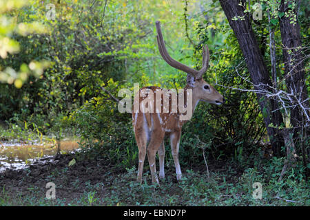 Cerf tacheté, chital, cerf Axis (Axis axis, Cervus axe), homme à la lisière de la forêt, le Sri Lanka, parc national de Yala Banque D'Images