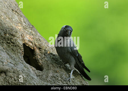 Choucas (Corvus monedula), adulte à la cave d'élevage, l'Allemagne, Rhénanie du Nord-Westphalie Banque D'Images