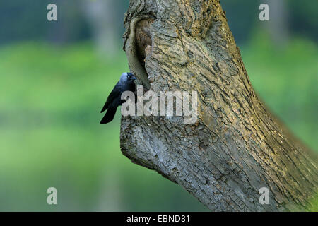 Choucas (Corvus monedula), adulte à la cave d'élevage, l'Allemagne, Rhénanie du Nord-Westphalie Banque D'Images