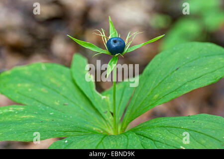 Herb Paris (Paris quadrifolia), la fructification, Allemagne, Bavière, Oberbayern, Haute-Bavière Banque D'Images