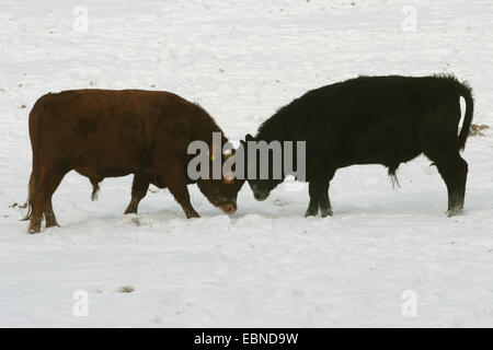 Dexter bovins (Bos primigenius f. taurus), deux Dexter cattles combats sur un pâturage enneigé Banque D'Images