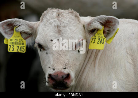 Bovins CHAROLAIS, les bovins domestiques (Bos primigenius f. taurus), portrait d'un veau, Allemagne Banque D'Images