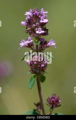 Broad-Leaved Point, thym Thym rampant des puits, Grand Thym, thym-citron, Mère de thym, le thym sauvage (Thymus pulegioides), inflorescence, Suisse Banque D'Images