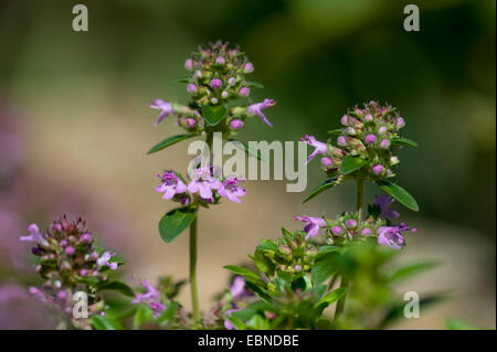 Broad-Leaved Point, thym Thym rampant des puits, Grand Thym, thym-citron, Mère de thym, le thym sauvage (Thymus pulegioides), blooming, Suisse Banque D'Images