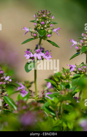 Broad-Leaved Point, thym Thym rampant des puits, Grand Thym, thym-citron, Mère de thym, le thym sauvage (Thymus pulegioides), inflorescence, Suisse Banque D'Images