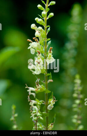 Germandrée sauge, sauge, bois à feuilles de sauge (Germandrée Teucrium scorodonia), blooming, Allemagne Banque D'Images