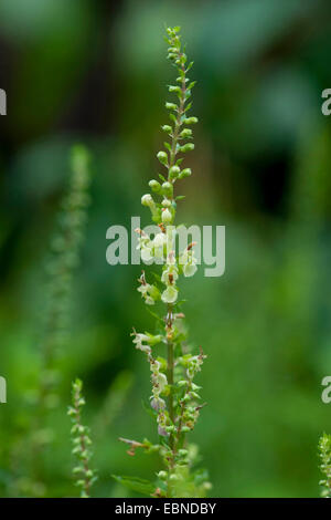 Germandrée sauge, sauge, bois à feuilles de sauge (Germandrée Teucrium scorodonia), blooming, Allemagne Banque D'Images