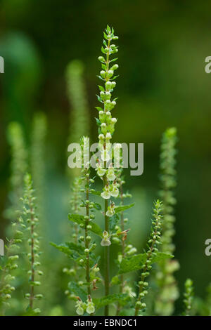 Germandrée sauge, sauge, bois à feuilles de sauge (Germandrée Teucrium scorodonia), blooming, Allemagne Banque D'Images