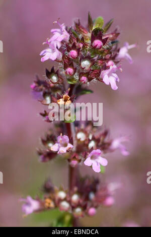 Broad-Leaved Point, thym Thym rampant des puits, Grand Thym, thym-citron, Mère de thym, le thym sauvage (Thymus pulegioides Thymus pulegioides, ssp. pulegioides), inflorescence, Allemagne Banque D'Images