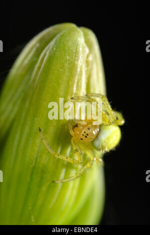 Araignée courge, citrouille (Araniella cucurbitina araignée Araneus, cucurbitinus), jeune animal assis à une fleur, l'Allemagne, Bade-Wurtemberg Banque D'Images