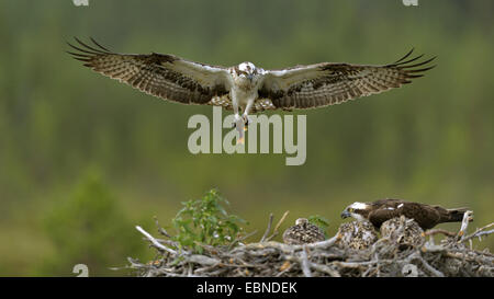 Osprey, le poisson hawk (Pandion haliaetus), homme en vol la livraison de poisson pour sa femme avec de jeunes oiseaux dans le aery, Finlande Banque D'Images