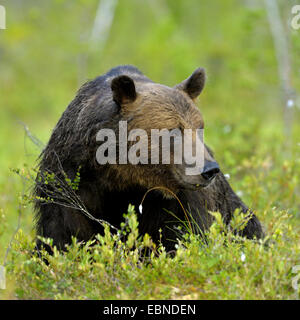 L'ours brun (Ursus arctos arctos) adulte mâle, couchée dans un pré, en Finlande Banque D'Images
