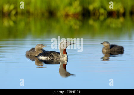 Jiujitsu (Gavia stellata), d'oiseaux adultes natation avec deux jeunes oiseaux dans la lumière du soir, Finlande Banque D'Images