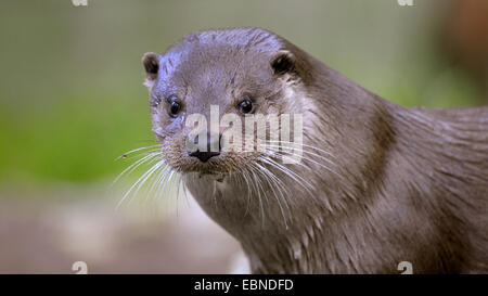 La loutre d'Europe, loutre d'Europe, la loutre (Lutra lutra), portrait, Allemagne Banque D'Images