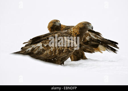 L'aigle royal (Aquila chrysaetos), l'élevage couple sitting in poudreuse profonde, Finlande Banque D'Images