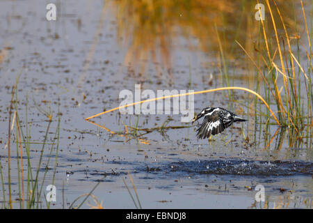 Moindre pied kingfisher (Ceryle rudis), homme voler hors de l'eau avec un poisson pris, Afrique du Sud, le Parc National de Pilanesberg Banque D'Images