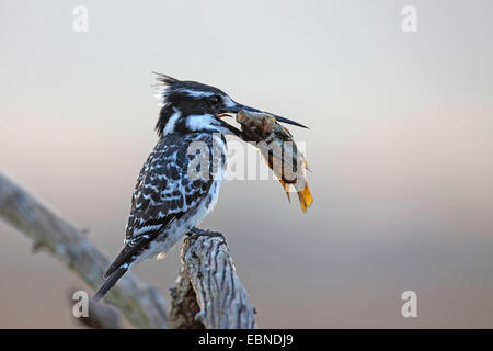 Moindre pied kingfisher (Ceryle rudis), homme assis sur une branche avec un poisson dans la loi, Afrique du Sud, le Parc National de Pilanesberg Banque D'Images