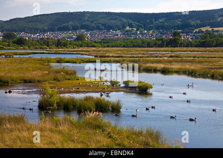 Grand landes près de Luebbecke, Allemagne, Rhénanie du Nord-Westphalie, Luebbecke Banque D'Images