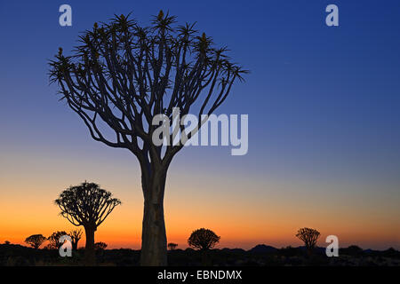 Kokerboom, Quivertree, Quiver Tree (Aloe dichotoma), au coucher du soleil, de la Namibie, Keetmanshoop Banque D'Images