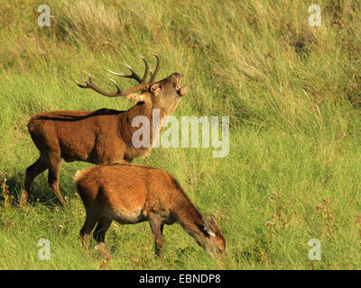 Red Deer (Cervus elaphus) stag rugissant, avec l'alimentation hind, Royaume-Uni, l'Écosse, l'île de Rum, Kilmory Banque D'Images