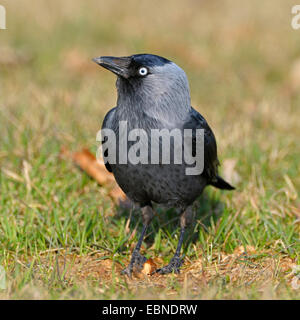 Choucas (Corvus monedula), sur l'alimentation dans un pré au printemps, l'Allemagne, Bade-Wurtemberg Banque D'Images