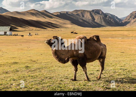 Chameau de Bactriane, chameau (Camelus bactrianus), debout dans la steppe, Kirghizistan, Naryn Banque D'Images