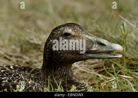 L'eider à duvet (Somateria mollissima), portrait d'une femme proche avec Bill, Royaume-Uni, Angleterre, Northumberland Banque D'Images