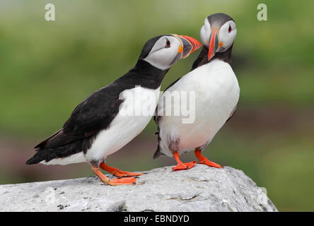 Macareux moine, Fratercula arctica Macareux moine (commune), deux oiseaux adultes assis sur un rocher, Royaume-Uni, Angleterre, Iles Farne, agrafez Island Banque D'Images