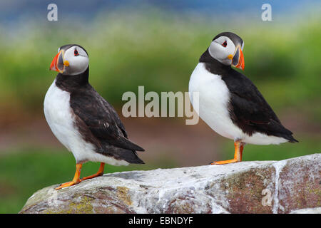 Macareux moine, Fratercula arctica Macareux moine (commune), deux oiseaux adultes assis sur un rocher, Royaume-Uni, Angleterre, Iles Farne, agrafez Island Banque D'Images