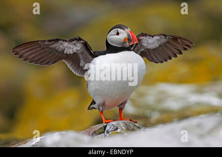 Macareux moine, Fratercula arctica Macareux moine (commune), assis aux ailes déployées sur une pierre, Royaume-Uni, Angleterre, Iles Farne, agrafez Island Banque D'Images